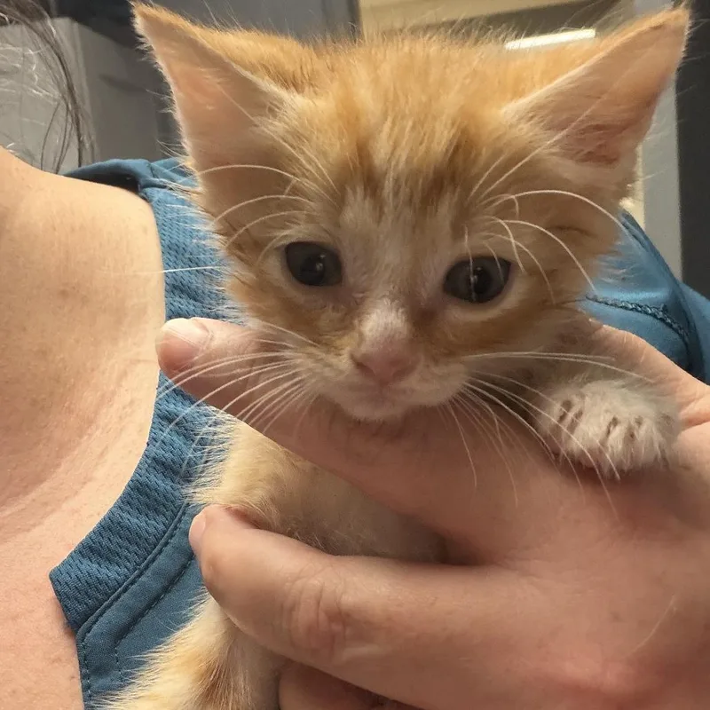 A baby small-sized male Orange / Red Domestic Short Hair cat named Gibbs for adoption in Marion, VA