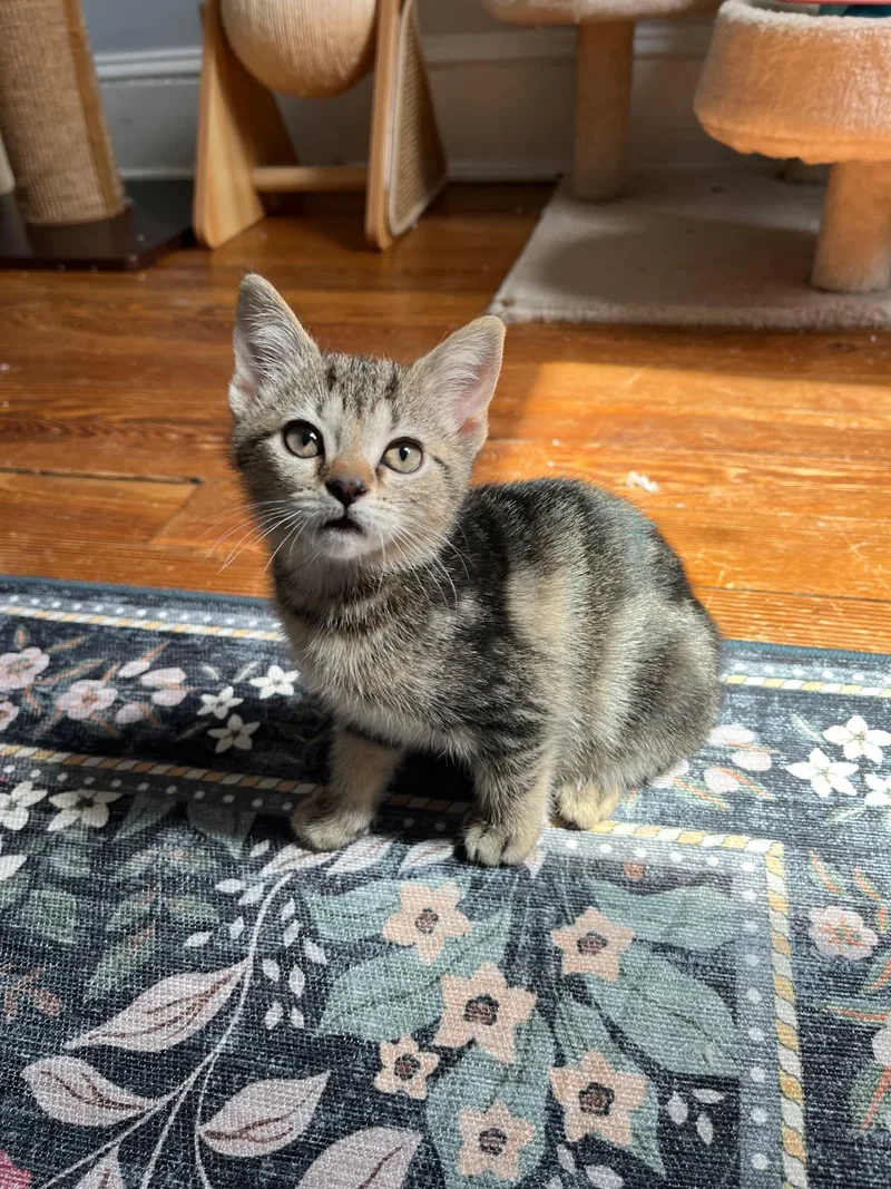 A baby small-sized female Tabby (Brown / Chocolate) Domestic Short Hair cat named Ravioli And Macaroni for adoption in Ellicott City, MD