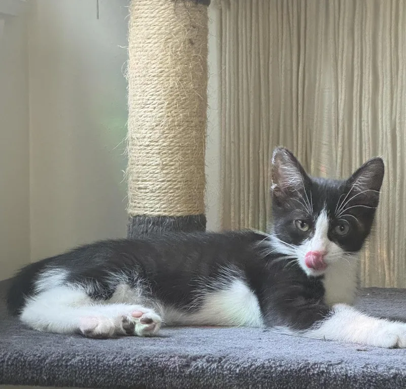 A baby medium-sized female Black & White / Tuxedo Domestic Short Hair cat named Cherry for adoption in Toledo, OH