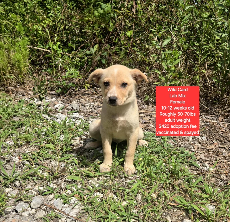 A baby large-sized female Yellow Labrador Retriever dog named Wild Card for adoption in Oviedo, FL