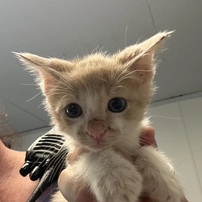 A baby small-sized male Orange / Red Manx cat named Orange for adoption in Hattiesburg, MS