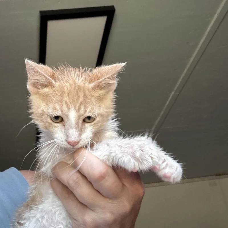 Orange thumbnail 2