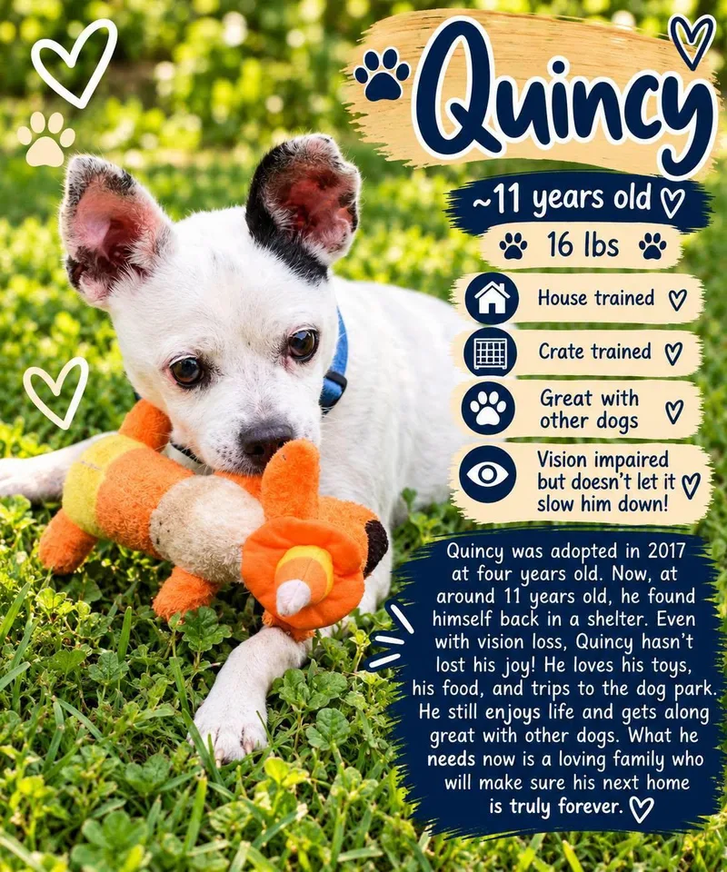 A senior small-sized male Jack Russell Terrier dog named Quincy for adoption in Fort Worth, TX