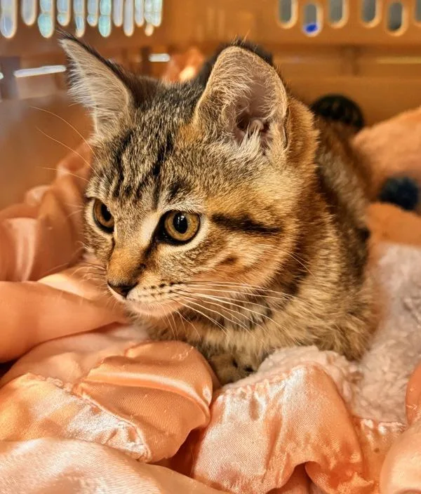 A baby small-sized female Domestic Short Hair cat named Cammie for adoption in Monterey, CA