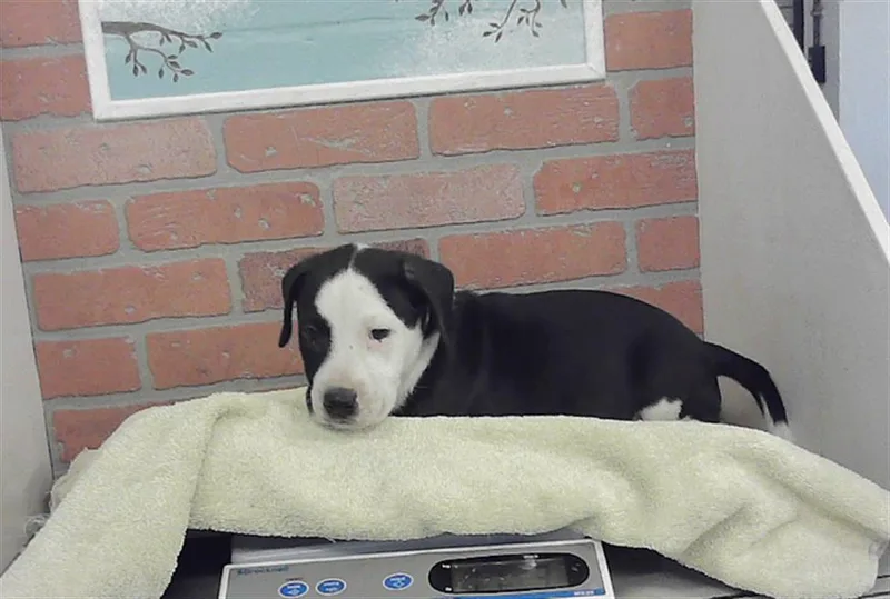 A baby small-sized male Staffordshire Bull Terrier dog named Timon for adoption in Houston, TX