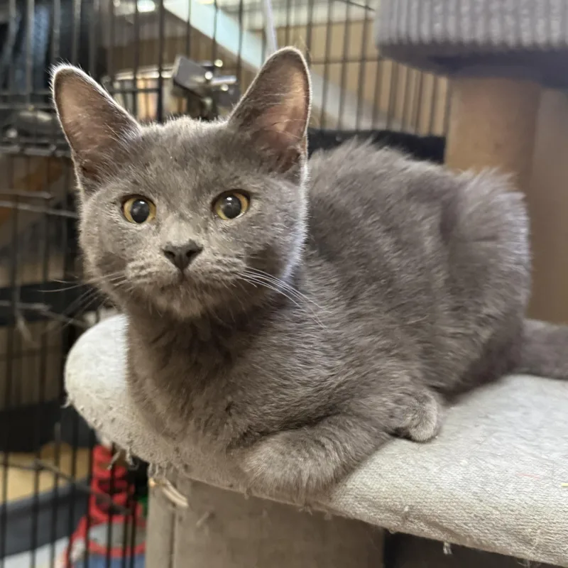 A baby medium-sized female Gray / Blue / Silver Domestic Short Hair cat named Lexi for adoption in Oakley, CA