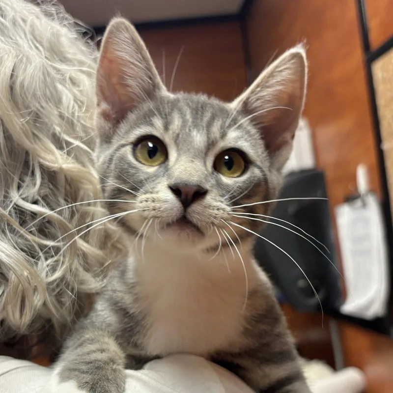 A baby medium-sized male Domestic Short Hair cat named Granite for adoption in Sonora, CA