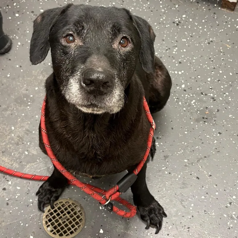 A senior large-sized male Black Mixed Breed dog named Vernon for adoption in Columbiana, AL