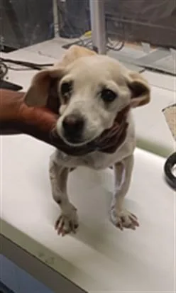 A senior small-sized male Chihuahua dog named Larry for adoption in Los Angeles, CA