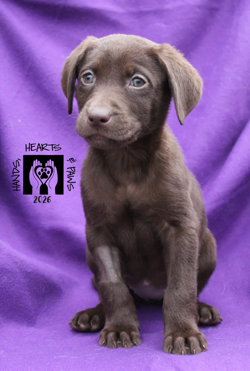 Nutella Medical Hold