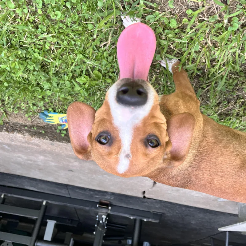 Peanut thumbnail 3