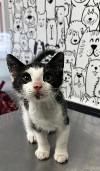 A young small-sized male Domestic Short Hair cat named B Marty for adoption in North Charleston, SC