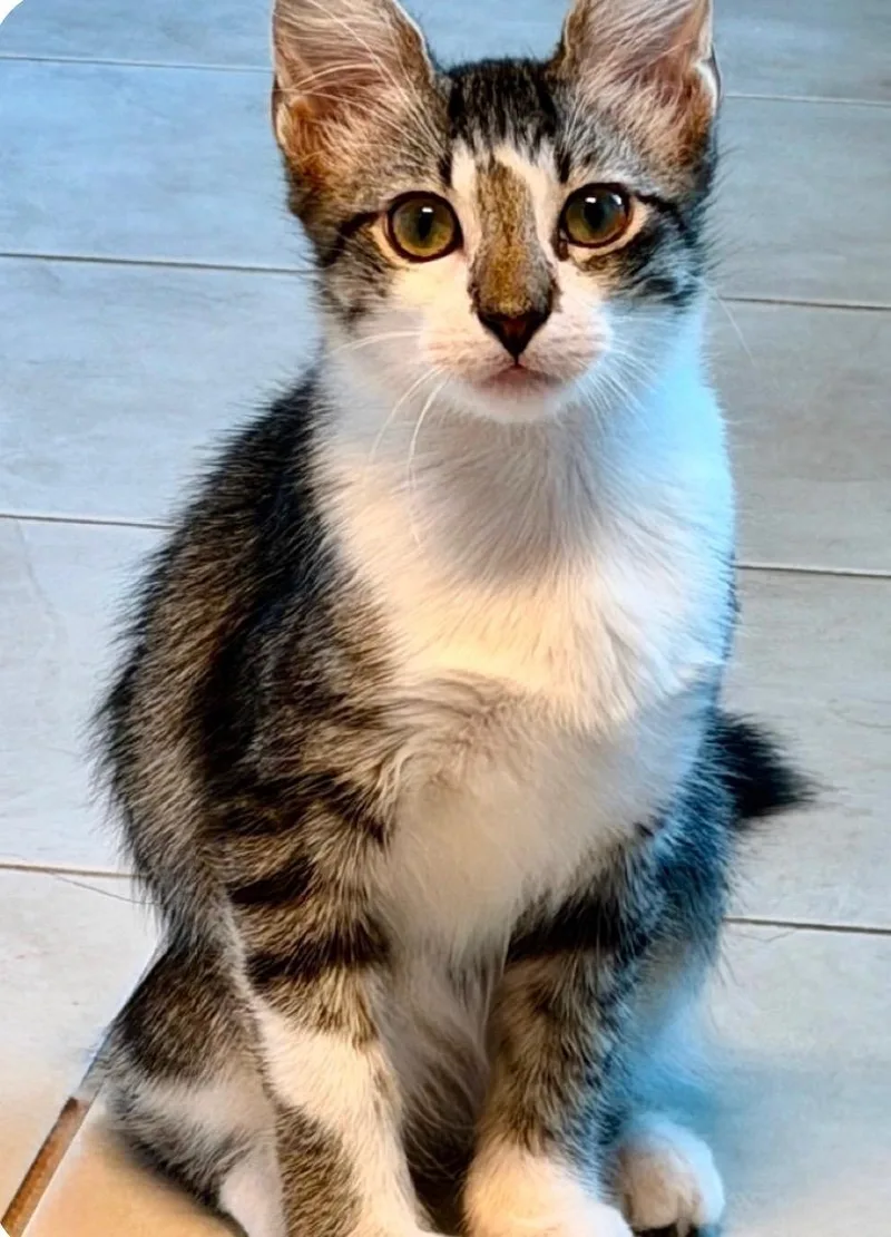 A baby medium-sized male White Domestic Short Hair cat named Zane for adoption in Austin, TX