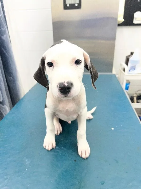 A young medium-sized male Plott Hound dog named Bobo for adoption in Mobile, AL