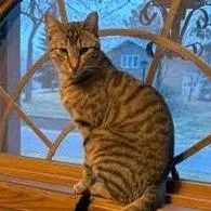 A young small-sized male Brown / Chocolate Domestic Short Hair cat named Simon C for adoption in Princeton, MN