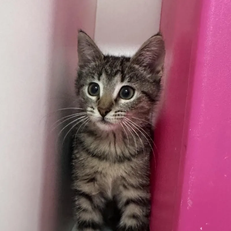 A baby small-sized female Domestic Short Hair cat named Aleah for adoption in Tampa, FL