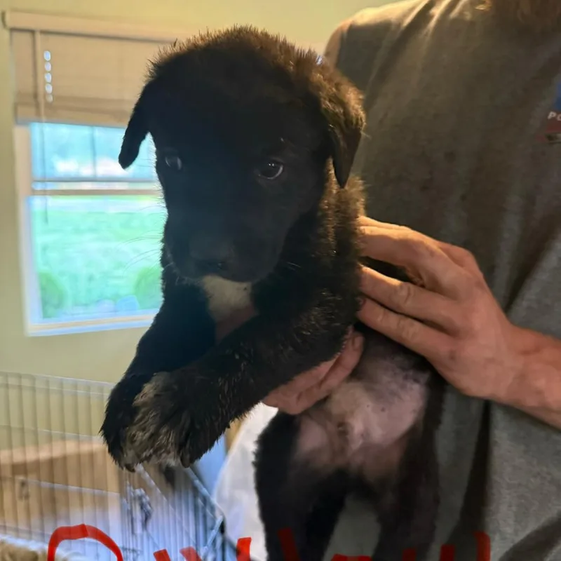 A baby large-sized male Black German Shepherd Dog dog named Outlaw for adoption in Columbia Station, OH