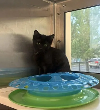 A baby small-sized male Domestic Short Hair cat named Bagel for adoption in Westland, MI