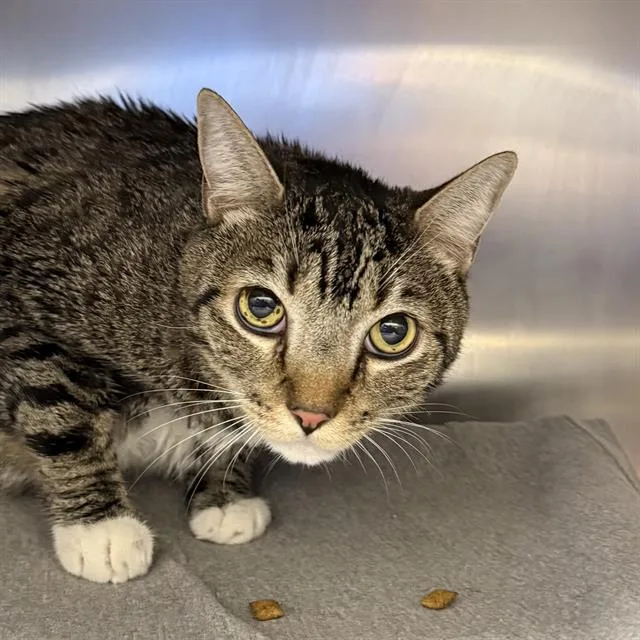 An adult large-sized female Domestic Short Hair cat named Baby Girl for adoption in Las Vegas, NV