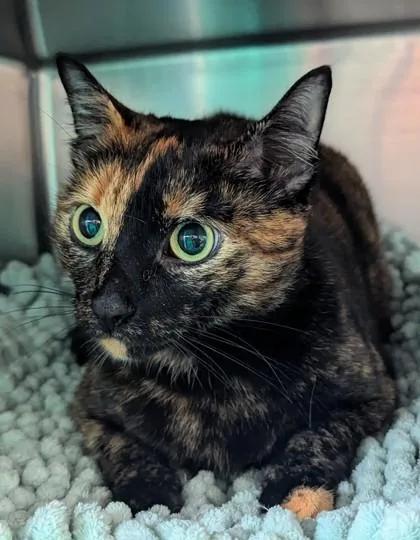 An adult small-sized female Domestic Short Hair cat named Charlie for adoption in Madison, NJ