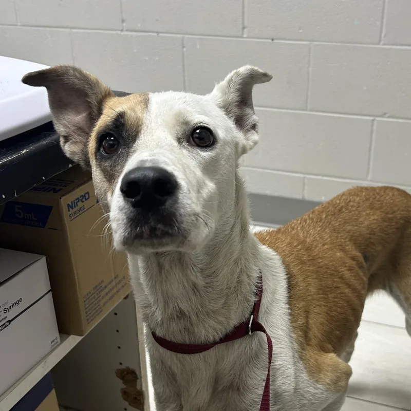 A young medium-sized female Brown / Chocolate Jack Russell Terrier dog named Oxy for adoption in Lufkin, TX