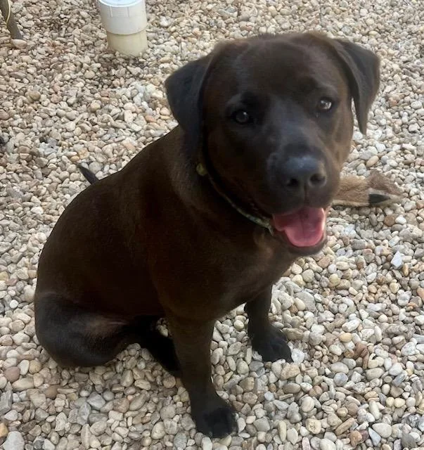 An adult medium-sized female Mixed Breed dog named Bella for adoption in Sharpsburg, GA