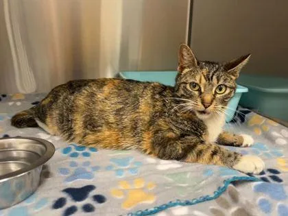 An adult medium-sized female Brown / Chocolate Domestic Short Hair cat named Joja for adoption in Kansas City, MO