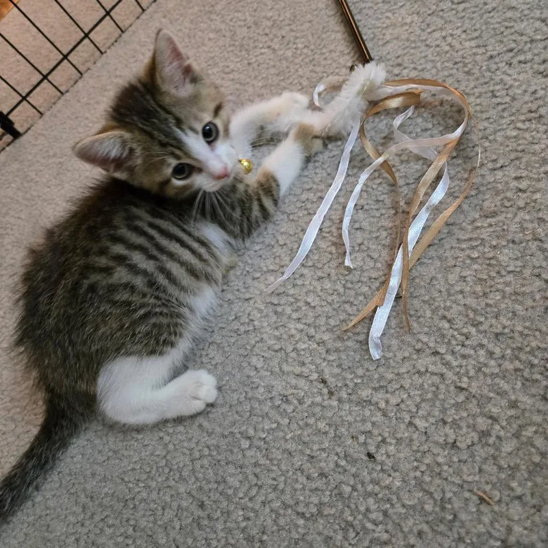 A baby small-sized male Brown / Chocolate Domestic Short Hair cat named Professor Binns for adoption in Fredericksburg, VA