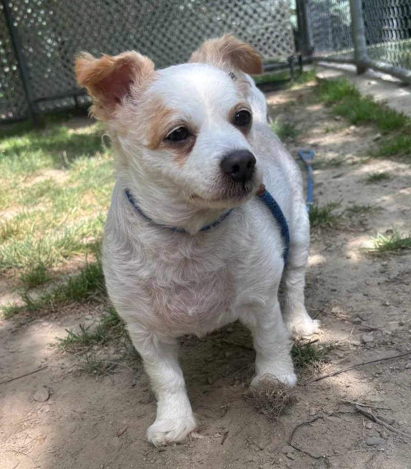 A senior small-sized male Chihuahua dog named James for adoption in Fall River, MA