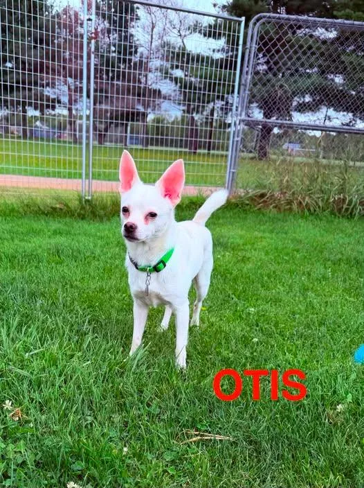 A young small-sized male Chihuahua dog named Otis for adoption in Gouverneur, NY
