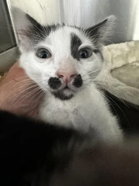 A baby small-sized female Domestic Short Hair cat named Chilli for adoption in Vallejo, CA