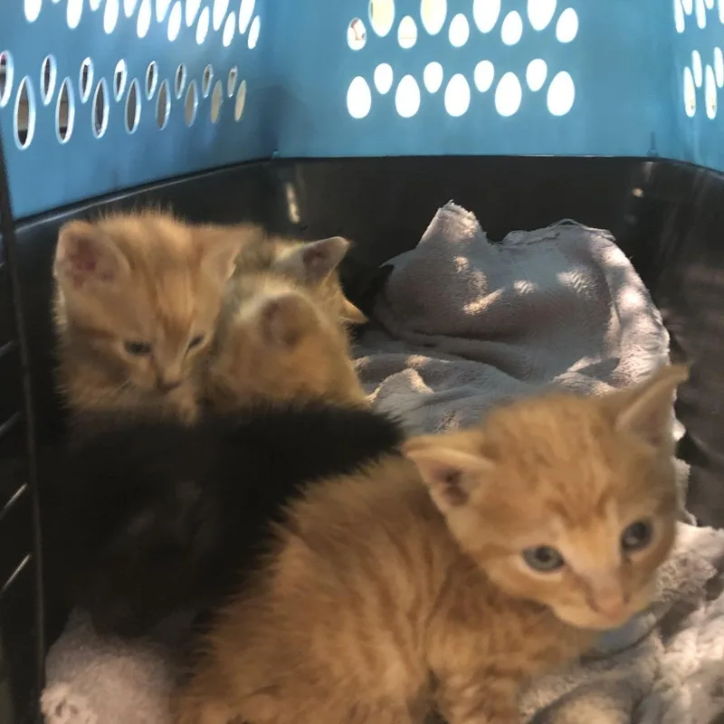 A baby small-sized female Tortoiseshell Domestic Short Hair cat named Faith for adoption in Saint Louis, MO