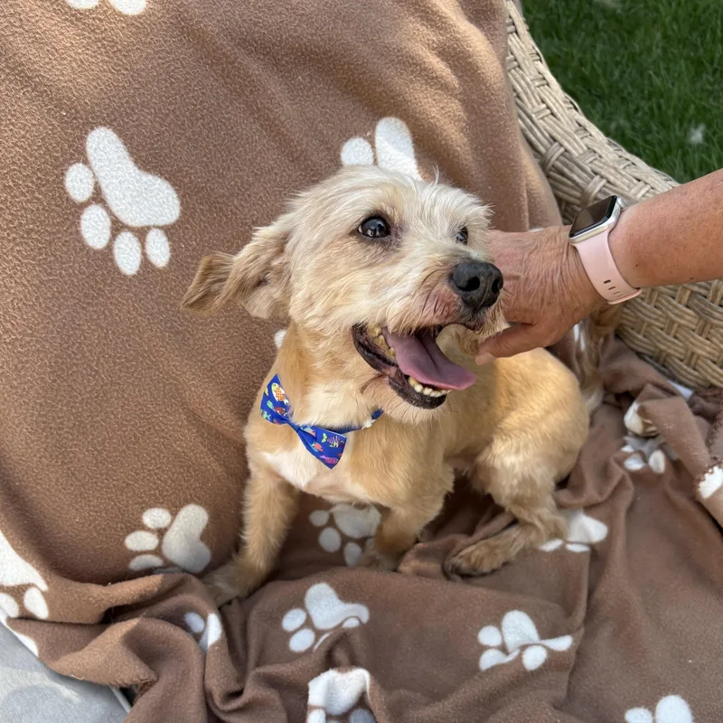An adult small-sized male Apricot / Beige Yorkshire Terrier dog named King for adoption in Abington, PA