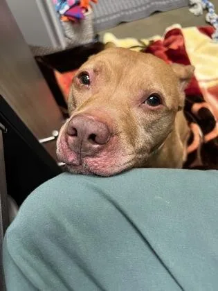 A senior medium-sized male Pit Bull Terrier dog named Leo for adoption in Fishers, IN