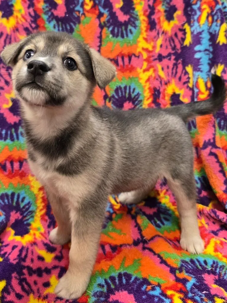 A baby small-sized female Beagle dog named Bailey for adoption in Murphysboro, IL