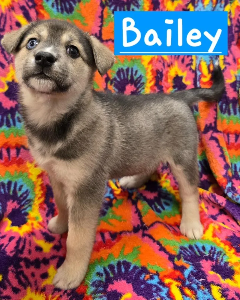 Bailey thumbnail 2