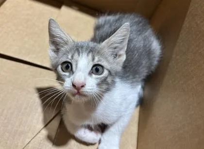 A young small-sized male Domestic Short Hair cat named Slim for adoption in Harlingen, TX