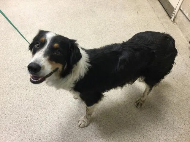 A young medium-sized female Border Collie dog named Rapunzel for adoption in Riverside, CA
