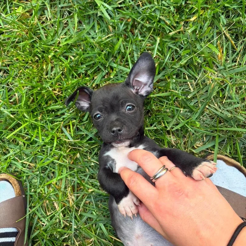 A baby small-sized female Black Mixed Breed dog named Savannah for adoption in Fredericksburg, VA