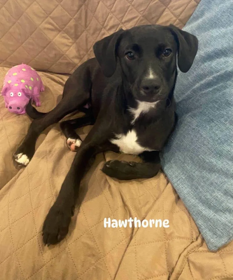 A baby medium-sized female Labrador Retriever dog named Hawthorne for adoption in Lexington, KY