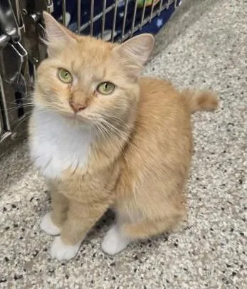 An adult medium-sized female Tabby (Orange / Red) Domestic Medium Hair cat named Momma Orange for adoption in Yorkville, IL