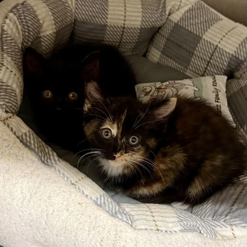 A baby small-sized female Black Domestic Short Hair cat named Jasmine for adoption in Middleburg Heights , OH