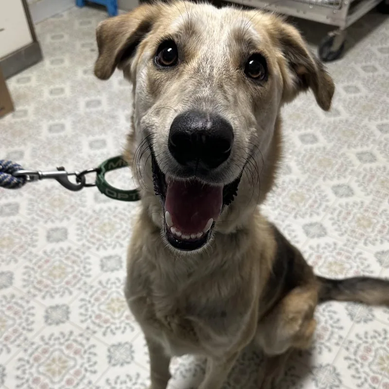 A young medium-sized male Yellow / Tan / Blond / Fawn Shepherd dog named Rocky for adoption in Yucaipa, CA