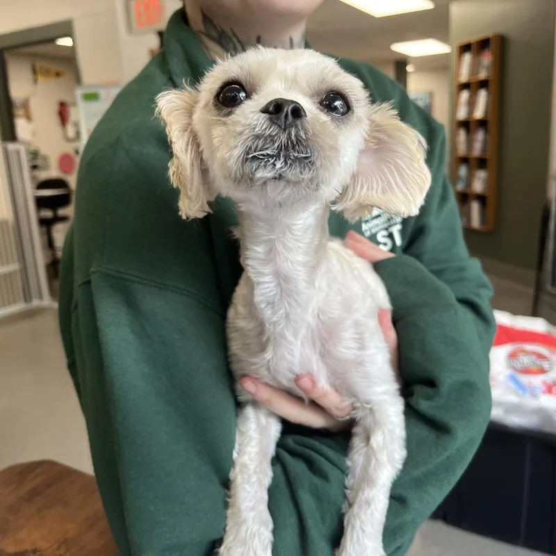 An adult small-sized male Mixed Breed dog named Abe Froman for adoption in Brockton, MA