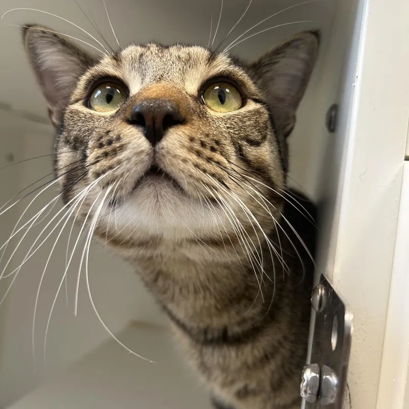 A young large-sized male Brown / Chocolate Domestic Short Hair cat named Apollo for adoption in Middletown, NY