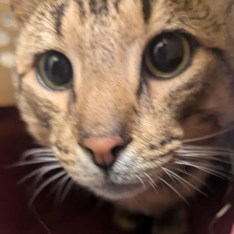An adult large-sized male Brown / Chocolate Domestic Short Hair cat named Neo for adoption in Charlottesville, VA