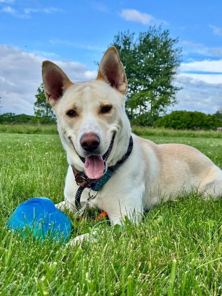 A young medium-sized male Husky dog named Prada for adoption in Gloversville, NY