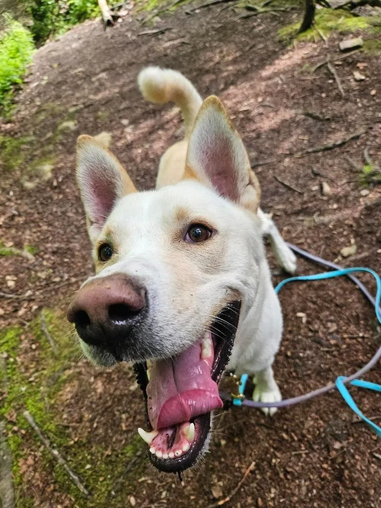 Prada thumbnail 3