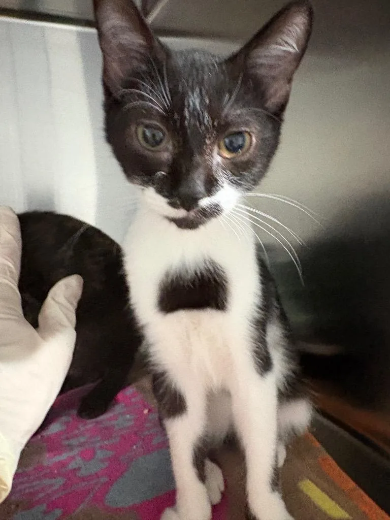 A baby small-sized female Domestic Short Hair cat named Dorey for adoption in Labelle, FL