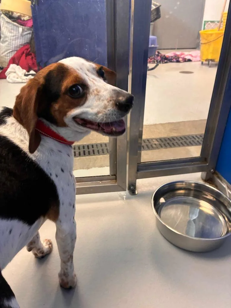 An adult small-sized male Beagle dog named Tucker for adoption in New Kensington, PA